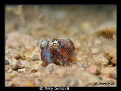 Octopus eye by Niky Šímová 